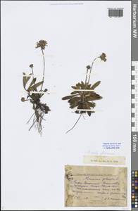 Pilosella officinarum Vaill., Eastern Europe, Volga-Kama region (E7) (Russia)