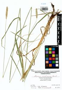 Alopecurus arundinaceus Poir., Siberia, Baikal & Transbaikal region (S4) (Russia)