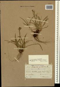 Luzula pilosa (L.) Willd., Caucasus, Georgia (K4) (Georgia)