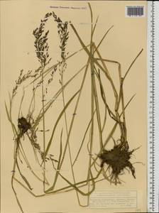 Glyceria lithuanica (Gorski) Gorski, Eastern Europe, Volga-Kama region (E7) (Russia)