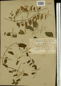 Convolvulus arvensis L., Eastern Europe, South Ukrainian region (E12) (Ukraine)