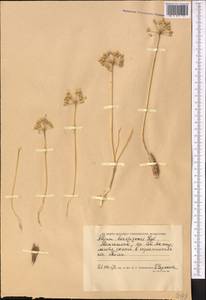 Allium borszczowii Regel, Middle Asia, Caspian Ustyurt & Northern Aralia (M8) (Kazakhstan)
