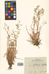 Poa annua L., Siberia, Russian Far East (S6) (Russia)