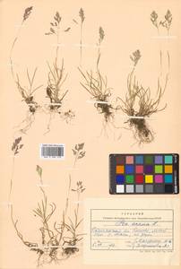 Poa annua L., Siberia, Chukotka & Kamchatka (S7) (Russia)