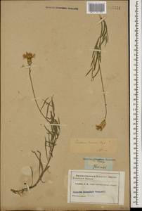 Psephellus trinervius (Willd.) Wagenitz, Caucasus (no precise locality) (K0)