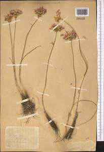 Allium barsczewskii Lipsky, Middle Asia, Western Tian Shan & Karatau (M3) (Kazakhstan)