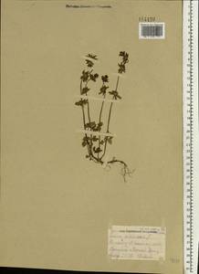 Lamium amplexicaule var. orientale (Pacz.) Mennema, Eastern Europe, Moscow region (E4a) (Russia)