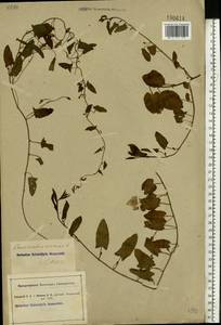 Convolvulus arvensis L., Eastern Europe, South Ukrainian region (E12) (Ukraine)