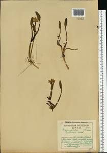 Coptidium pallasii (Schltdl.) A. & D. Löve, Eastern Europe, Northern region (E1) (Russia)