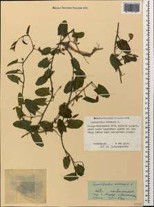Convolvulus arvensis L., Caucasus, North Ossetia, Ingushetia & Chechnya (K1c) (Russia)
