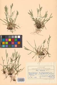 Poa annua L., Siberia, Chukotka & Kamchatka (S7) (Russia)