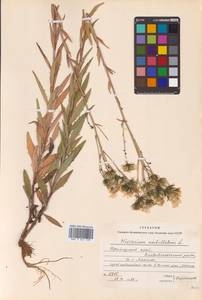 Hieracium umbellatum L., Siberia, Russian Far East (S6) (Russia)