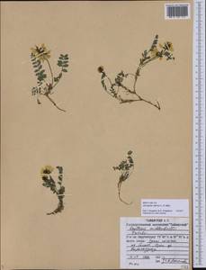 Astragalus alpinus L., Siberia, Central Siberia (S3) (Russia)