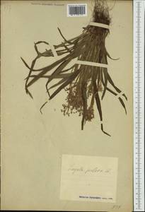 Luzula pilosa (L.) Willd., Eastern Europe, Estonia (E2c) (Estonia)