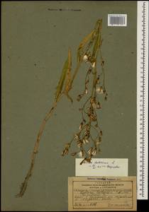 Lactuca tatarica (L.) C. A. Mey., Caucasus, Dagestan (K2) (Russia)