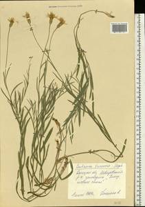 Psephellus trinervius (Willd.) Wagenitz, Eastern Europe, South Ukrainian region (E12) (Ukraine)