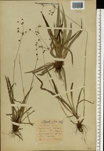Luzula pilosa (L.) Willd., Eastern Europe, Belarus (E3a) (Belarus)