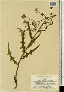 Lactuca tatarica (L.) C. A. Mey., Eastern Europe, Central region (E4) (Russia)