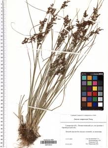 Juncus compressus Jacq., Eastern Europe, Middle Volga region (E8) (Russia)