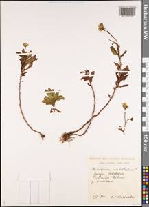 Hieracium umbellatum L., Caucasus, Georgia (K4) (Georgia)