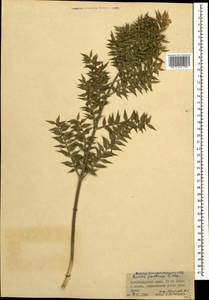 Ruscus aculeatus L., Caucasus, Krasnodar Krai & Adygea (K1a) (Russia)