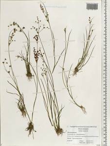 Juncus articulatus L., Eastern Europe, Central forest region (E5) (Russia)