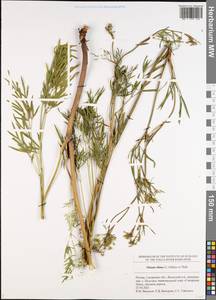 Silaum silaus (L.) Schinz & Thell., Eastern Europe, Middle Volga region (E8) (Russia)