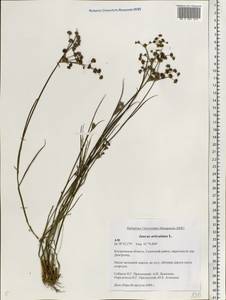 Juncus articulatus L., Eastern Europe, Central forest region (E5) (Russia)