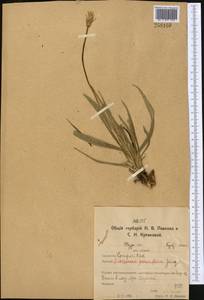 Scorzonera parviflora Jacq., Middle Asia, Northern & Central Kazakhstan (M10) (Kazakhstan)