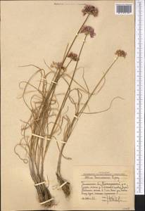 Allium barsczewskii Lipsky, Middle Asia, Western Tian Shan & Karatau (M3) (Uzbekistan)