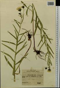 Hieracium umbellatum L., Siberia, Russian Far East (S6) (Russia)