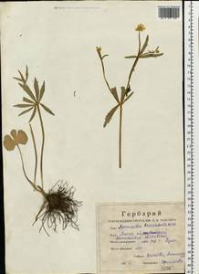 Ranunculus cassubicus L., Eastern Europe, Central region (E4) (Russia)