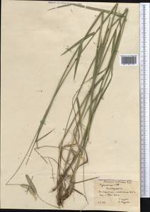 Alopecurus arundinaceus Poir., Middle Asia, Kopet Dag, Badkhyz, Small & Great Balkhan (M1) (Turkmenistan)
