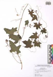 Bryonia alba L., Eastern Europe, Central region (E4) (Russia)