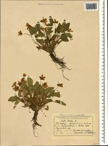 Viola hirta L., Caucasus, Black Sea Shore (from Novorossiysk to Adler) (K3) (Russia)