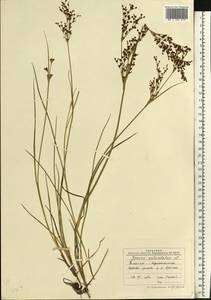 Juncus articulatus L., Eastern Europe, Central forest region (E5) (Russia)