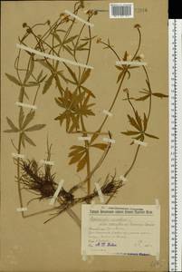 Ranunculus cassubicus L., Eastern Europe, Volga-Kama region (E7) (Russia)