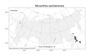 Micranthes sachalinensis (F. Schmidt) S. Akiyama & H. Ohba, Atlas of the Russian Flora (FLORUS) (Russia)