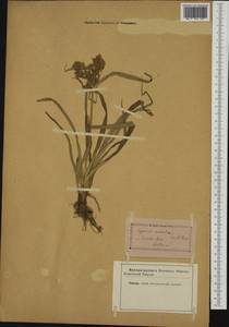 Cyperus esculentus L., Western Europe (EUR) (Not classified)