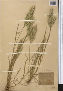 Bromus lanceolatus Roth, Middle Asia, Western Tian Shan & Karatau (M3) (Kyrgyzstan)