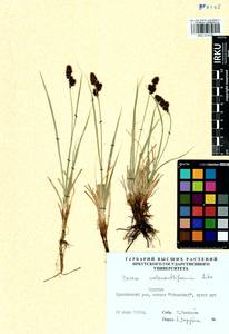 Carex melananthiformis Litv., Siberia, Baikal & Transbaikal region (S4) (Russia)