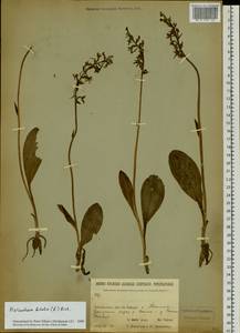 Platanthera bifolia (L.) Rich., Siberia, Baikal & Transbaikal region (S4) (Russia)