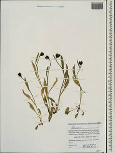 Hieracium umbellatum L., Eastern Europe, Northern region (E1) (Russia)
