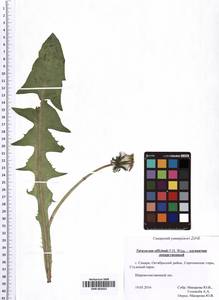 SMR002022, Taraxacum officinale Weber ex F. H. Wigg., Eastern Europe, Middle Volga region (E8) (Russia)