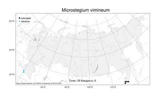 Microstegium vimineum (Trin.) A.Camus, Atlas of the Russian Flora (FLORUS) (Russia)