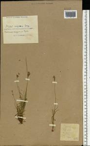 Juncus compressus Jacq., Eastern Europe, South Ukrainian region (E12) (Ukraine)