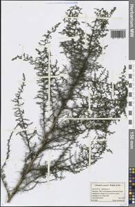 Artemisia scoparia Waldst. & Kit., Eastern Europe, Moscow region (E4a) (Russia)