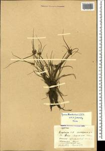 Cyperus flavescens L., Caucasus, Azerbaijan (K6) (Azerbaijan)