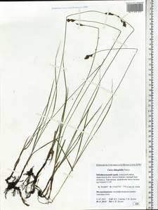 Carex lithophila Turcz., Siberia, Baikal & Transbaikal region (S4) (Russia)