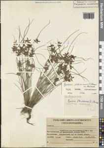 Cyperus flavescens L., Caucasus, North Ossetia, Ingushetia & Chechnya (K1c) (Russia)